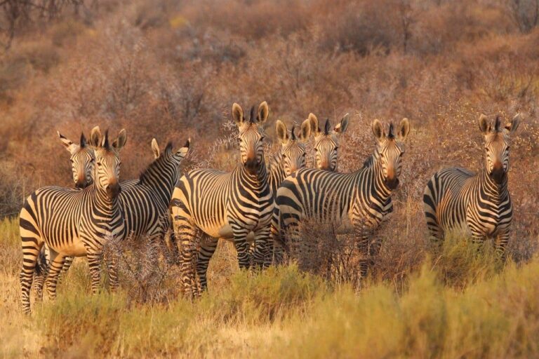 tourism in the Congo